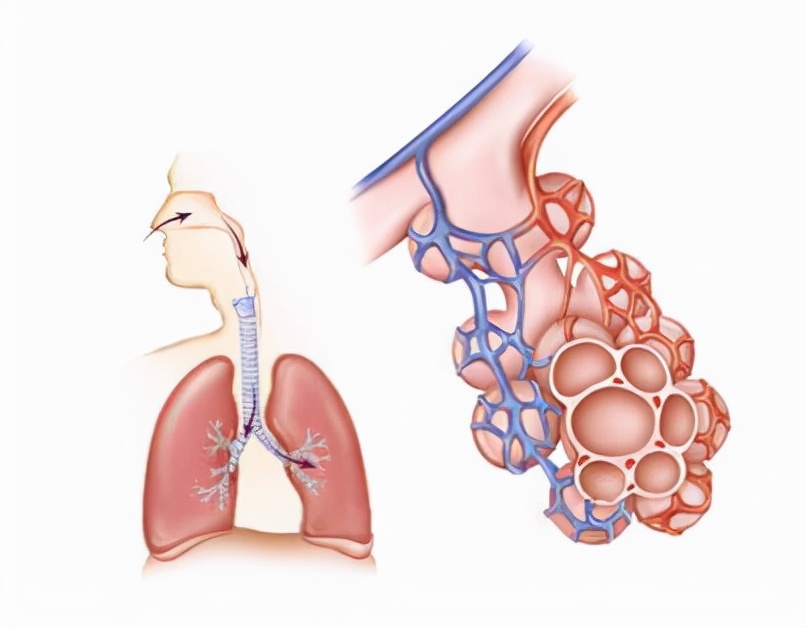 百草枯肺纤维化原理,百草枯为什么会让肺纤维化