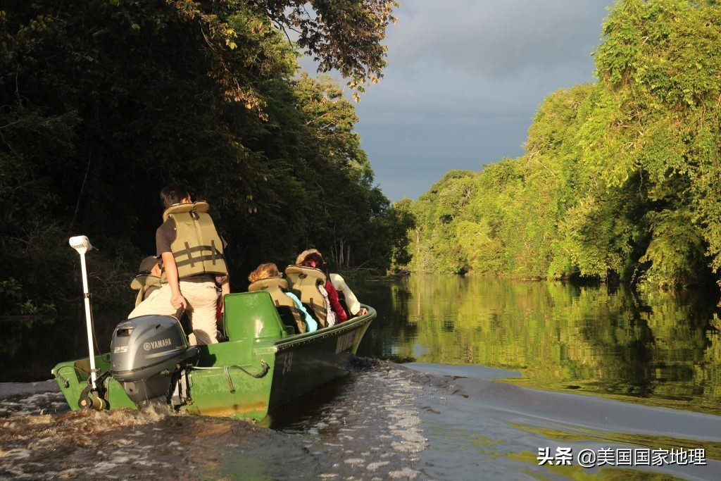 为什么红毛猩猩的脸有的大有的小,红毛猩猩为什么长得不一样