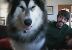 听说！前男友竟然把我的“阿拉斯加”变成了秃驴……