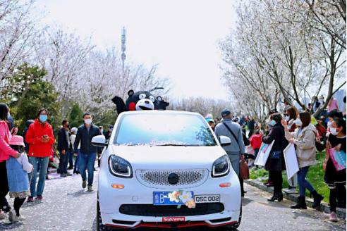 青岛樱花小镇,青岛网红小镇