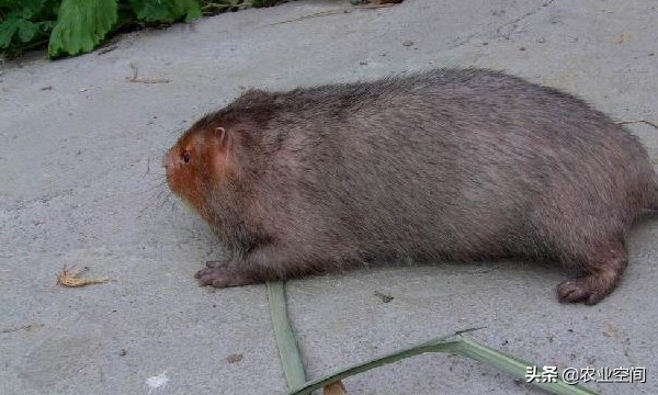 竹鼠未来的前景,竹鼠经济