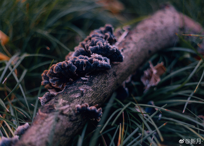 拯救万千少女,寻求生发秘籍