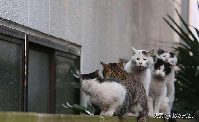 田园猫被抛弃会有什么后果,为什么越来越多人喜欢田园猫