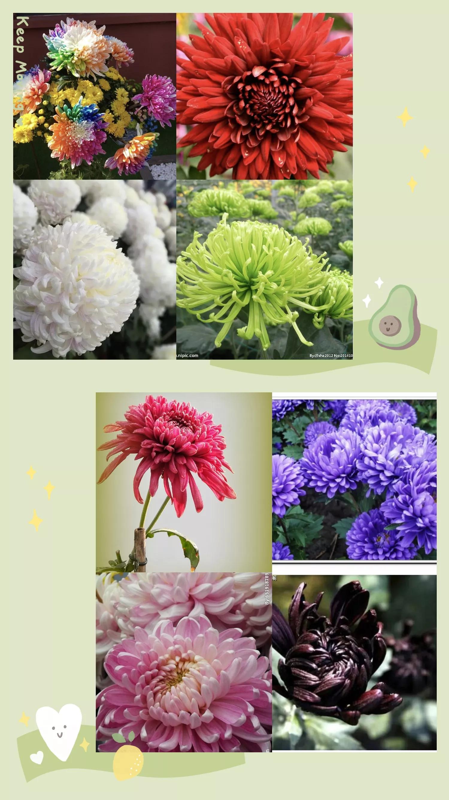 菊和什么并称为花中四君子,花中四君子菊花的品质与精神