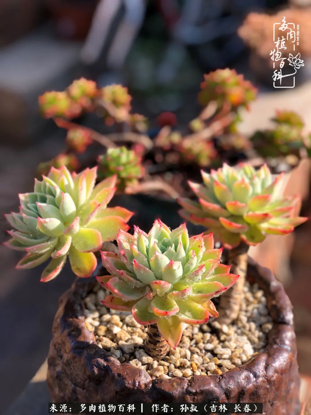 与多肉一起成长,与多肉相伴