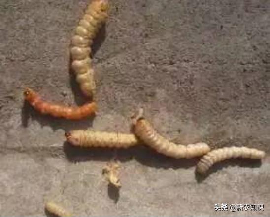 关于橘子的种植小妙招,城固县橘子病虫害