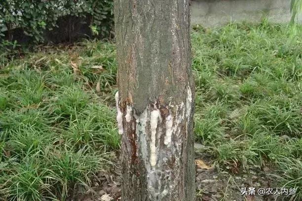 几种果树根部病害的症状识别与防治！