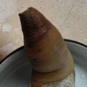 一层山小渔翁说：原来能做刺身的“大象鼻子”叫做象拔蚌