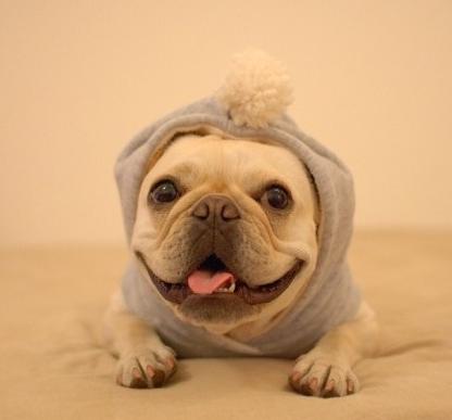 法国斗牛犬的优点和缺点,法国斗牛犬可以养吗