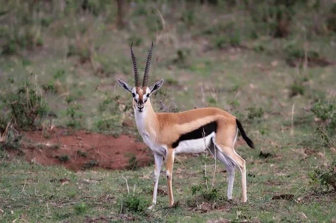 坦桑尼亚之旅,坦桑尼亚东非草原