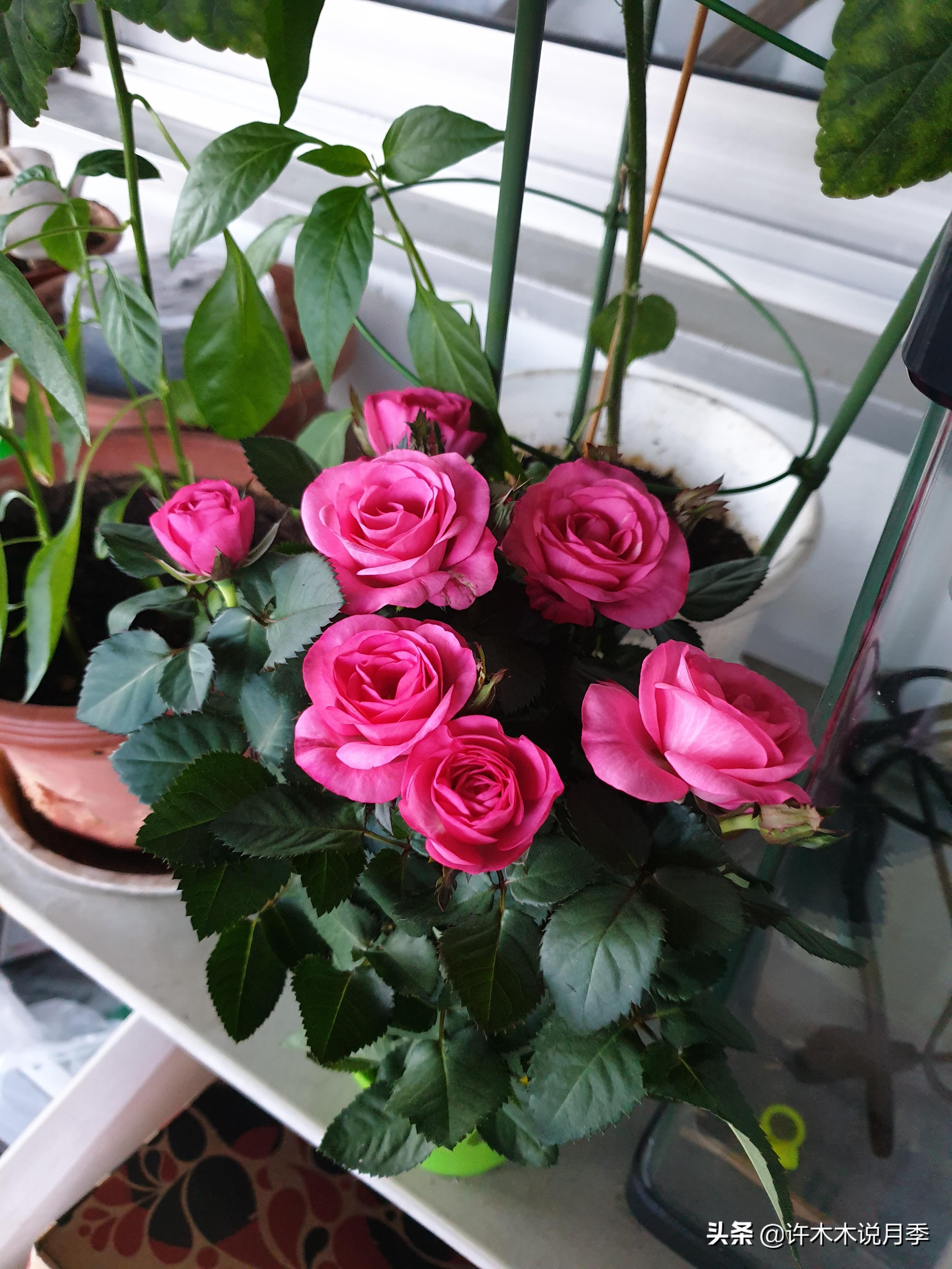 月季的养护方法和管理,月季的养护方法及注意事项