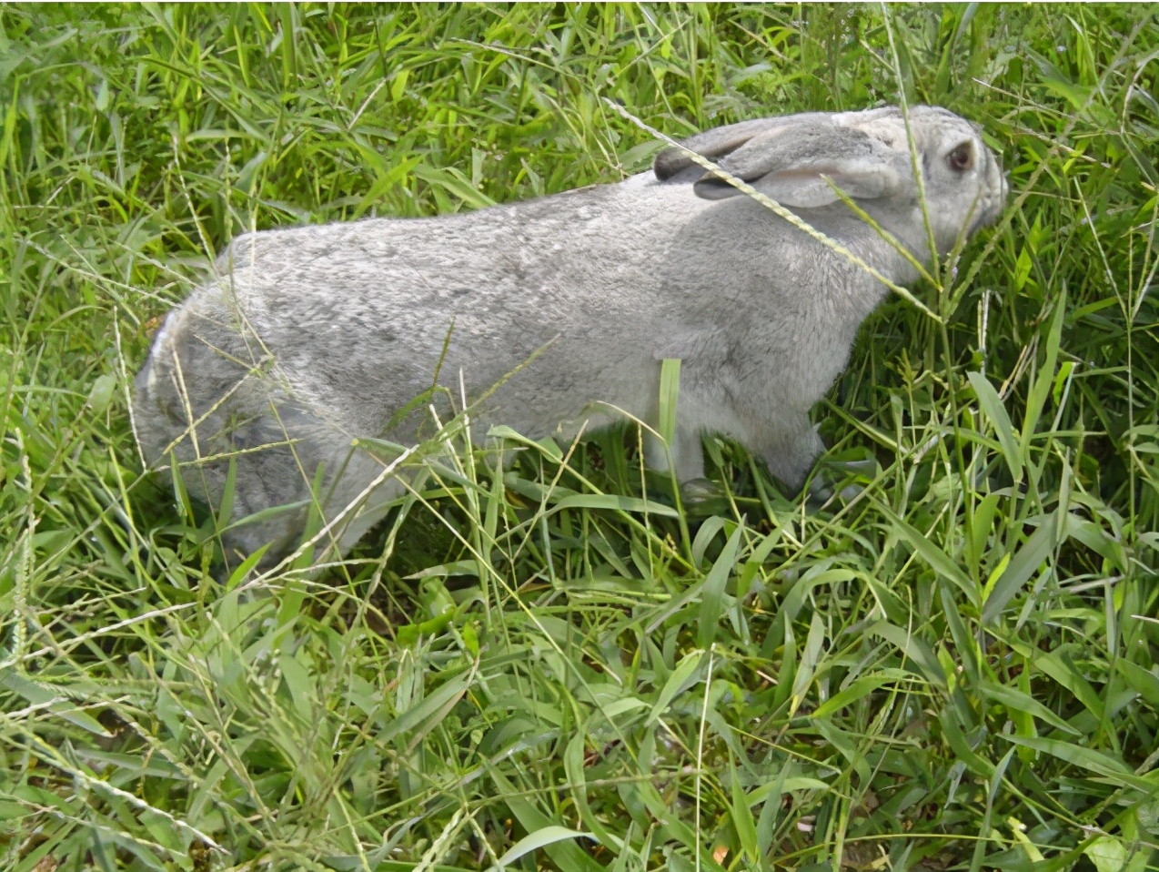 青紫蓝兔和新西兰兔会是什么颜色,青紫蓝兔什么特点