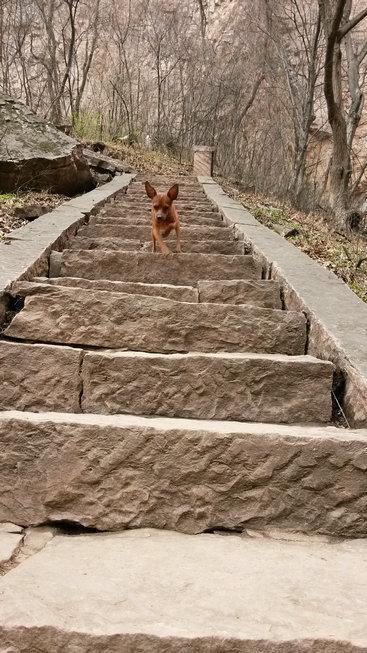 伸舌头的小鹿犬,爱洗澡的小鹿犬