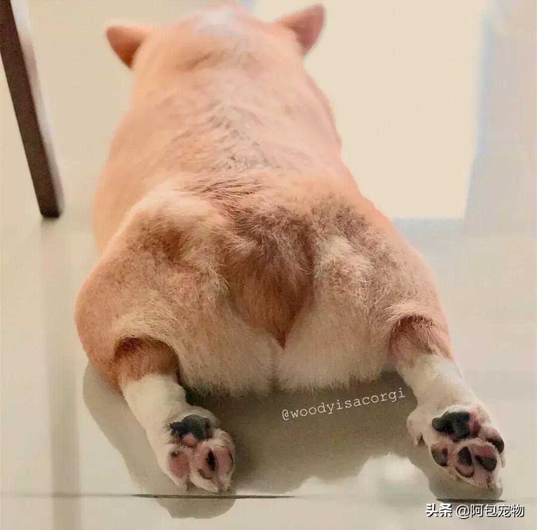 2019柯基国家展,首届柯基