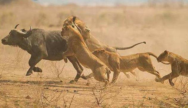 地球历史中最厉害的食肉动物,世界上有什么食肉动物