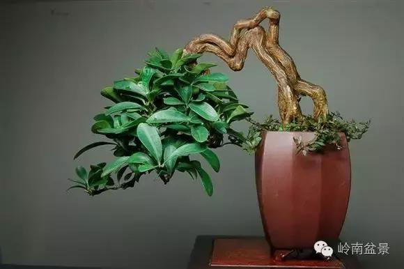 高桩金豆盆景大全,金豆双杆文人盆景欣赏