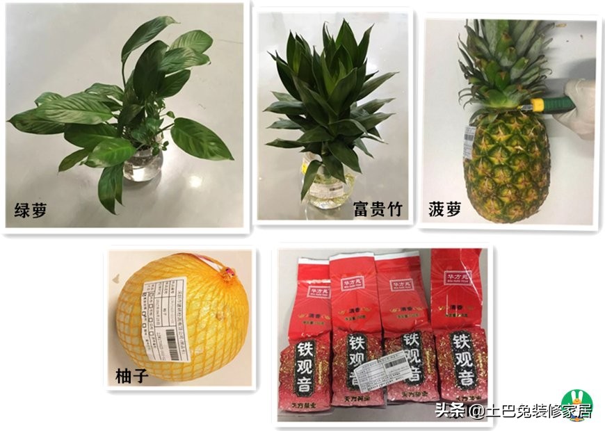 植物吸甲醛好还是活性炭吸甲醛好,哪些植物可以吸收甲醛等有害物质