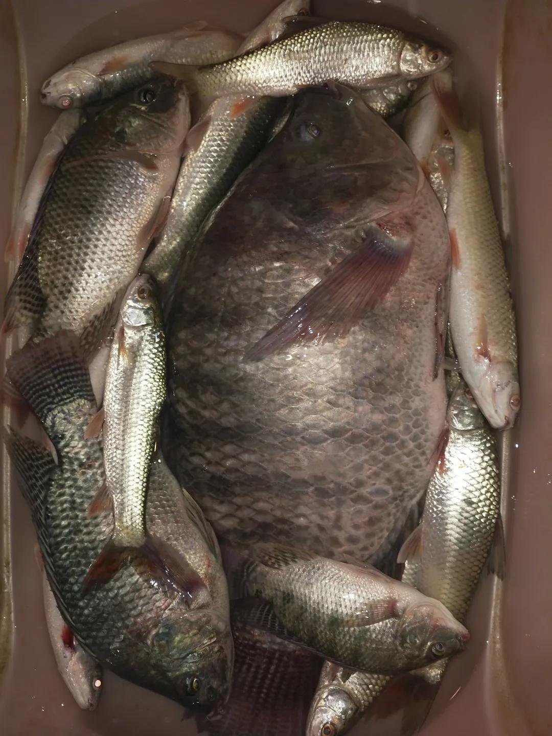 自制冷冻饵野钓效果,自己做大罗非专用饵