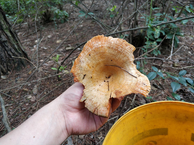 雨后山里长满了蘑菇,雨后野生菌疯长