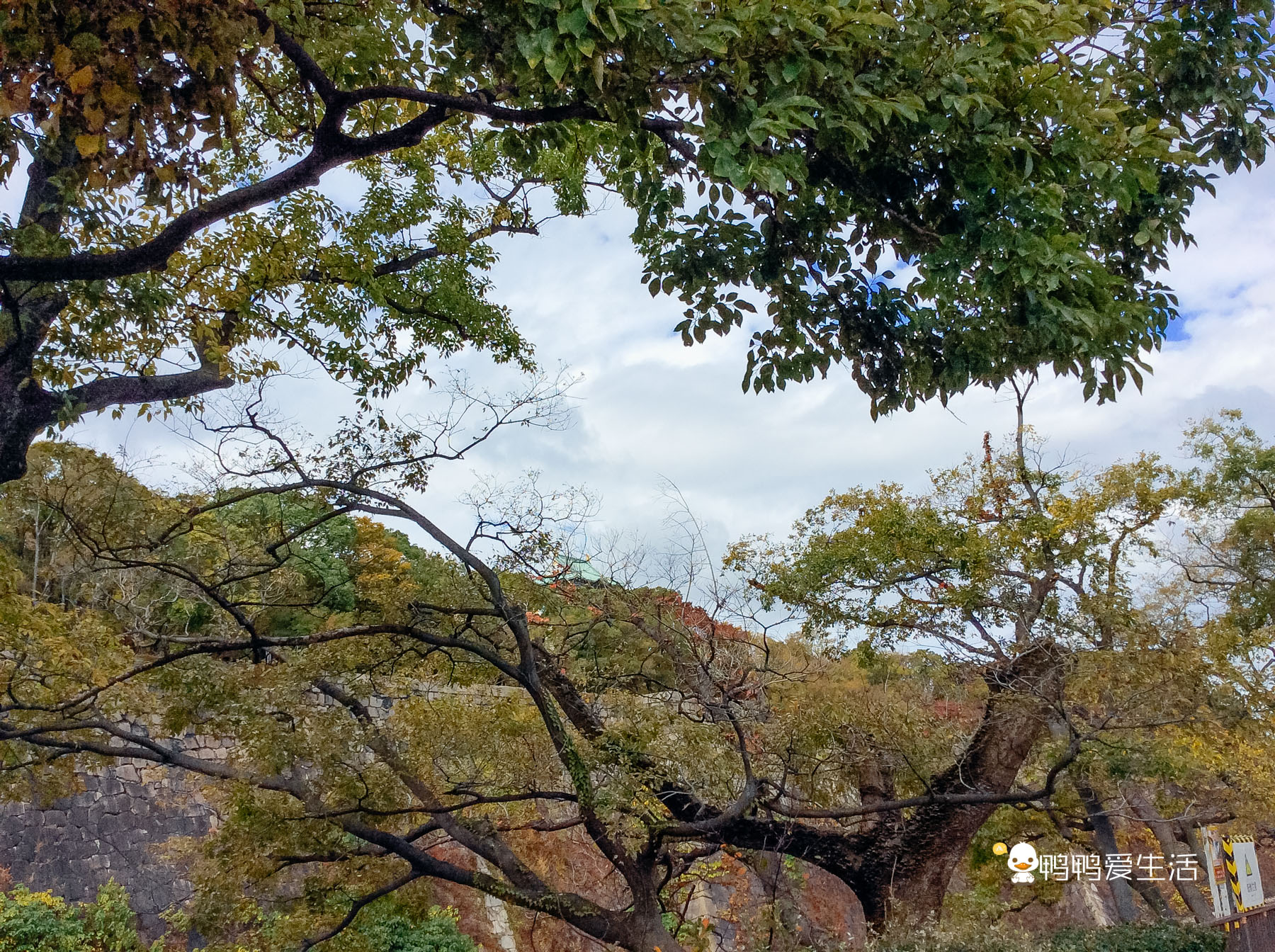 日本大阪最大的公园,日本东京最大公园