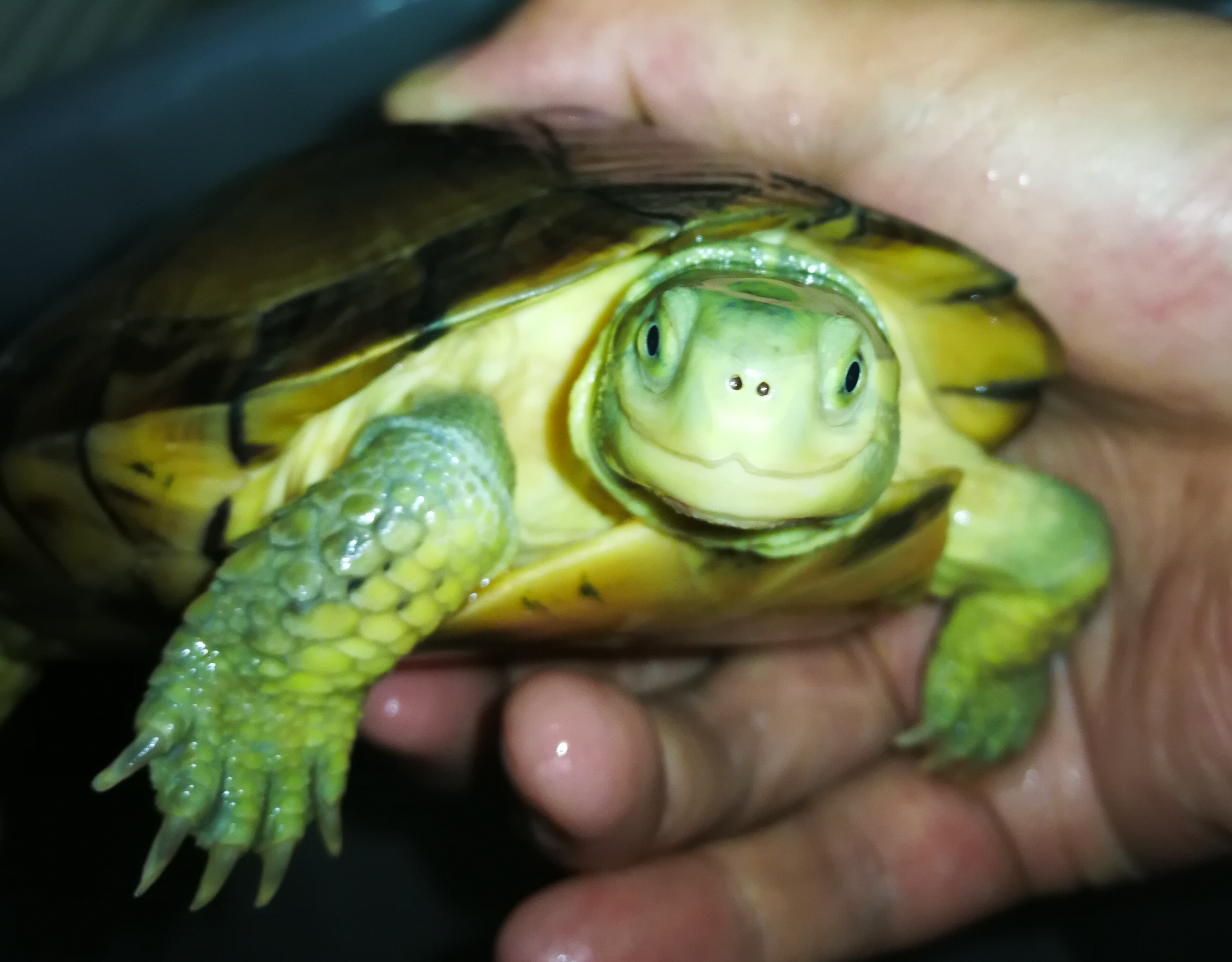 水龟养殖技术视频,水龟饲养入门知识大全