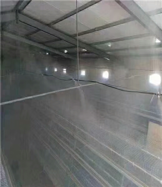 鸡仔养殖技术和注意事项,鸡生蛋的正确养殖方法