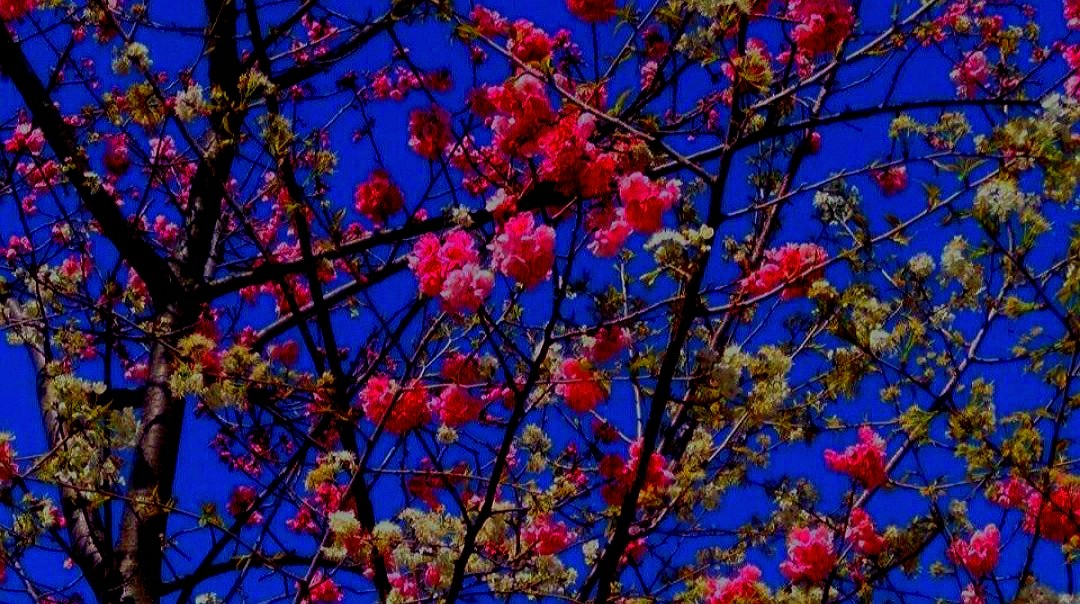 自媒体5大平台是哪些,做自媒体的四大平台