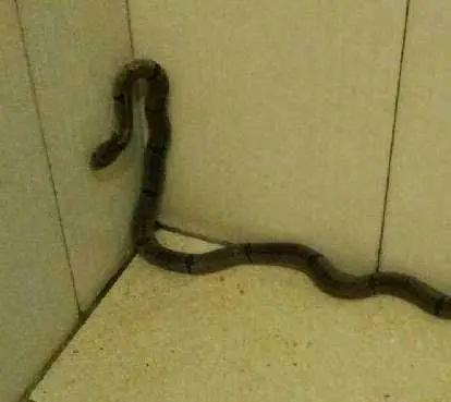 孩子一生下来就死了，托梦给妈妈说想喝蛇汤，妈妈想杀蛇时愣住了