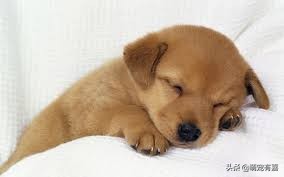 关于狗狗警惕性的冷知识,关于狗狗的十条冷知识