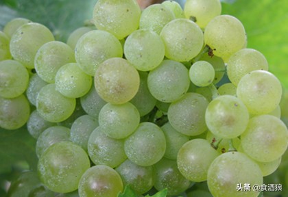 一次搞懂精华萃取,一次弄懂干邑白兰地