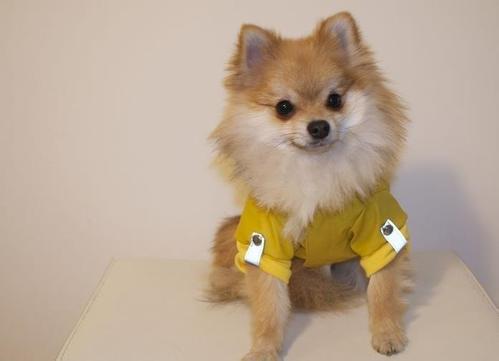 怎么喂养小博美狗,怎么喂养博美能消除泪痕