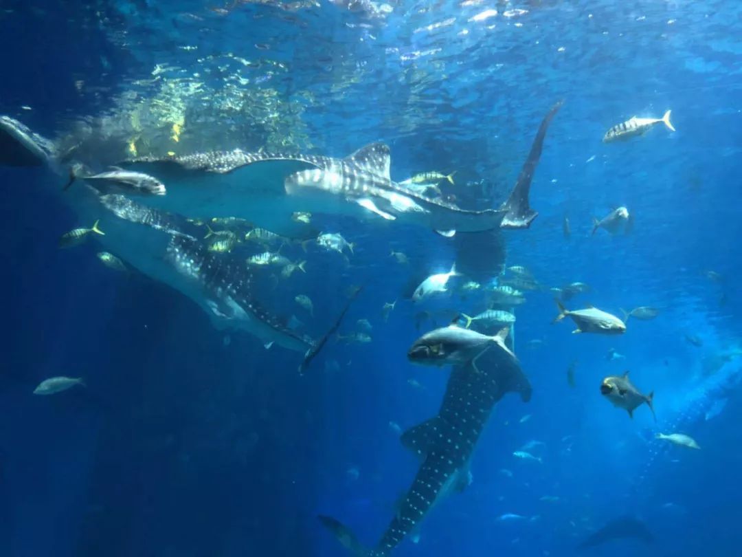 珠海长隆宇宙飞船附近民宿推荐,珠海长隆附近民宿公寓推荐