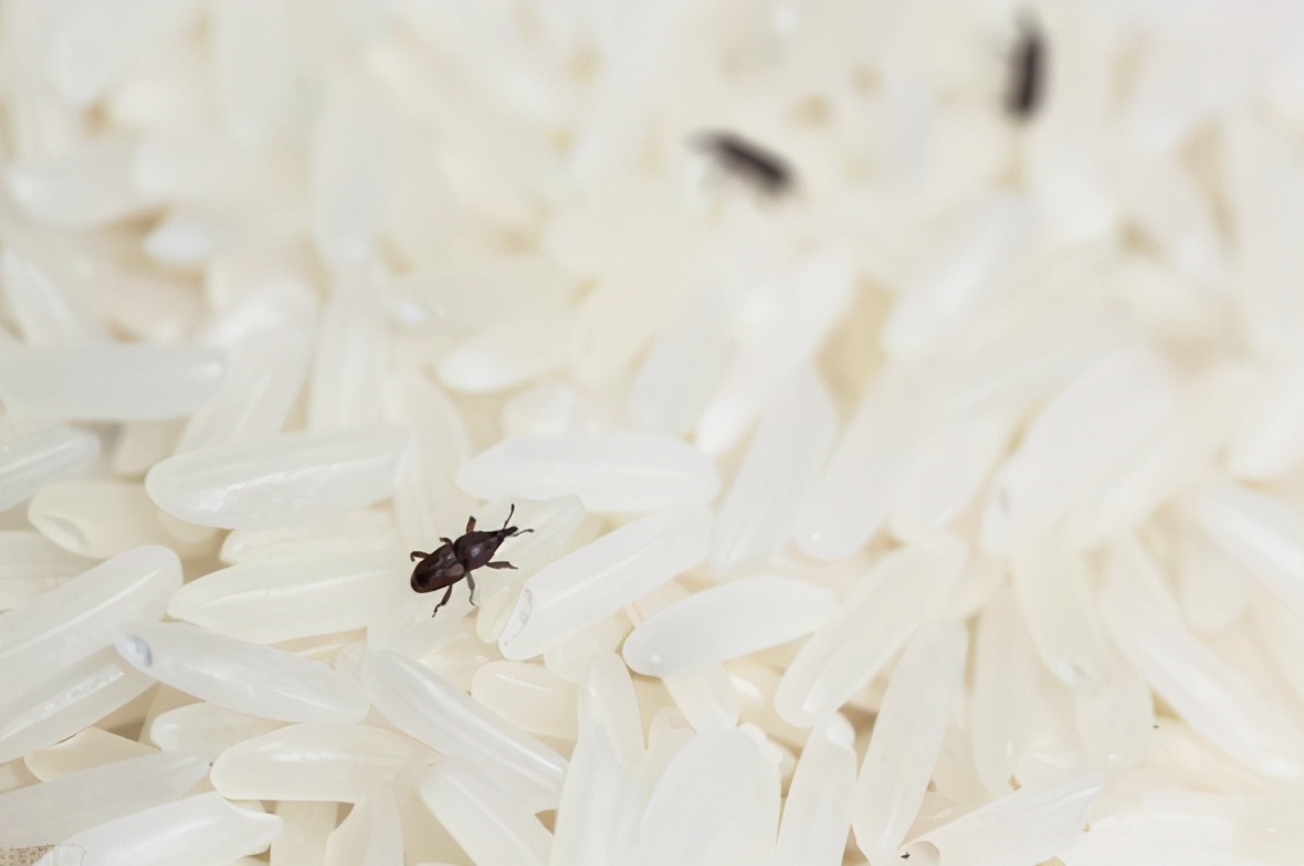 怎么消灭麦牛,对付麦牛的最佳方法