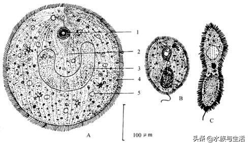 草缸里死鱼怎么处理,观赏鱼死鱼怎么处理最好