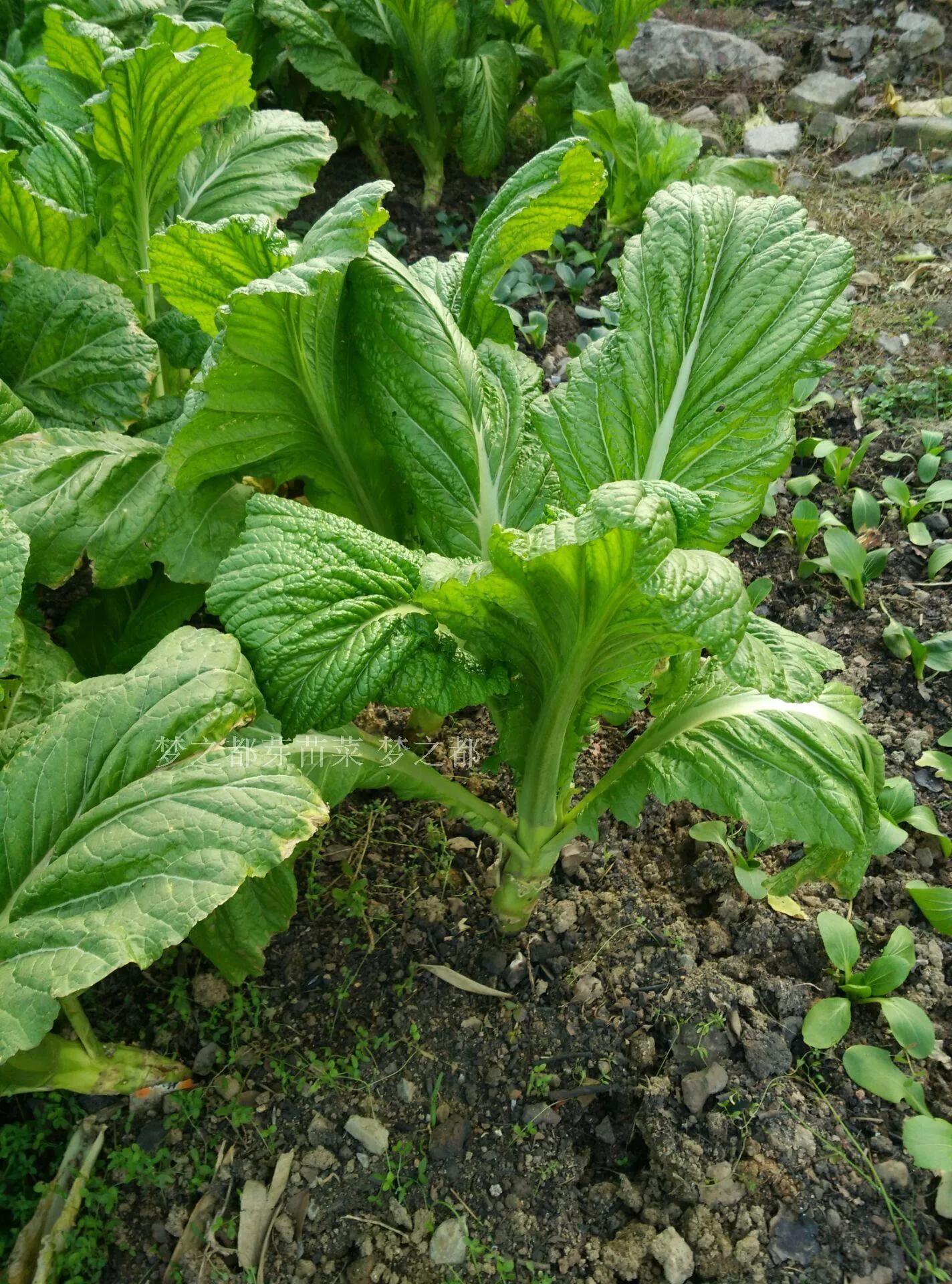 这六种蔬菜晒干后比新鲜的更好吃,这4种蔬菜晒干比新鲜的好吃