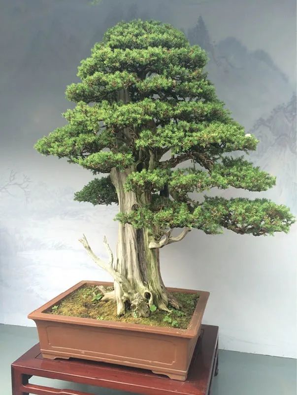 盆景素材十大排名 (什么盆景素材最好)