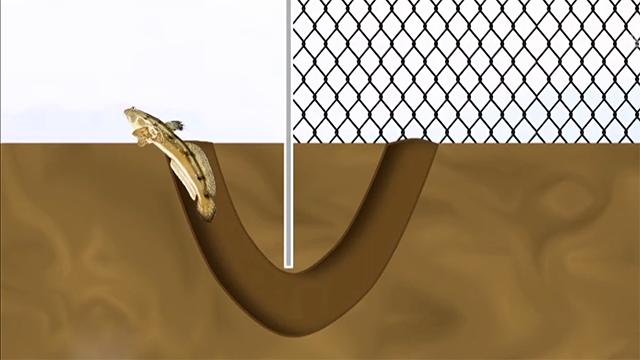 霞浦岐山村做跳跳鱼,霞浦滩涂捕捉跳跳鱼