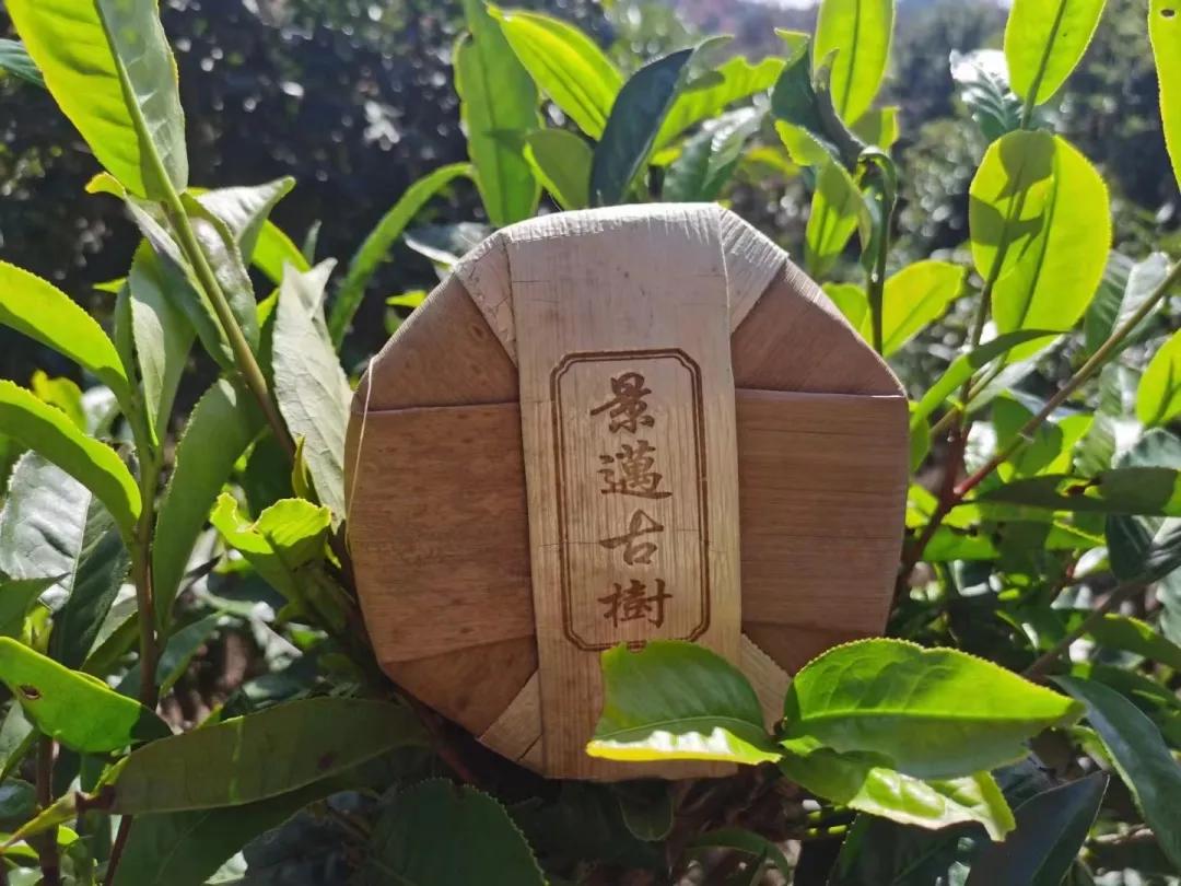 景迈普洱茶性价比,景迈纯古木流芳