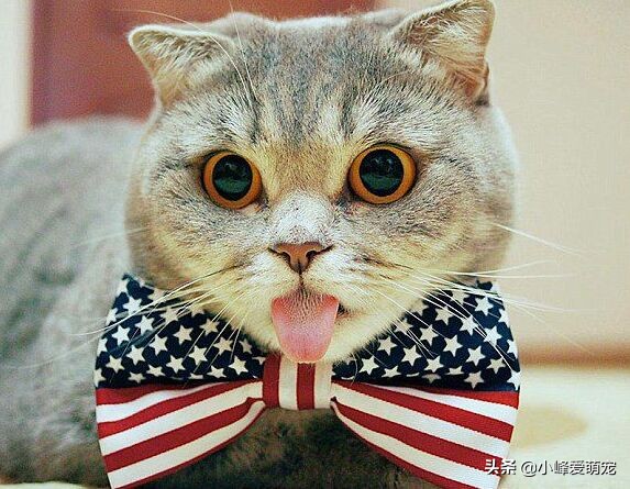 如何通过猫的肢体语言了解猫咪,你真的了解猫吗猫的习性与感官