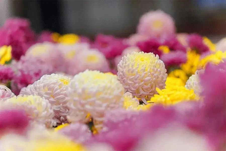 华溪堂焕颜美肌,华溪堂和华颜美肌的区别是什么