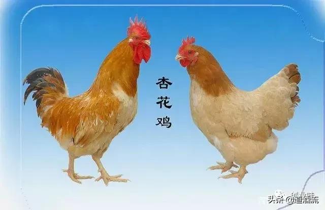 养鸡三大绝密秘诀,养鸡技术十大经典