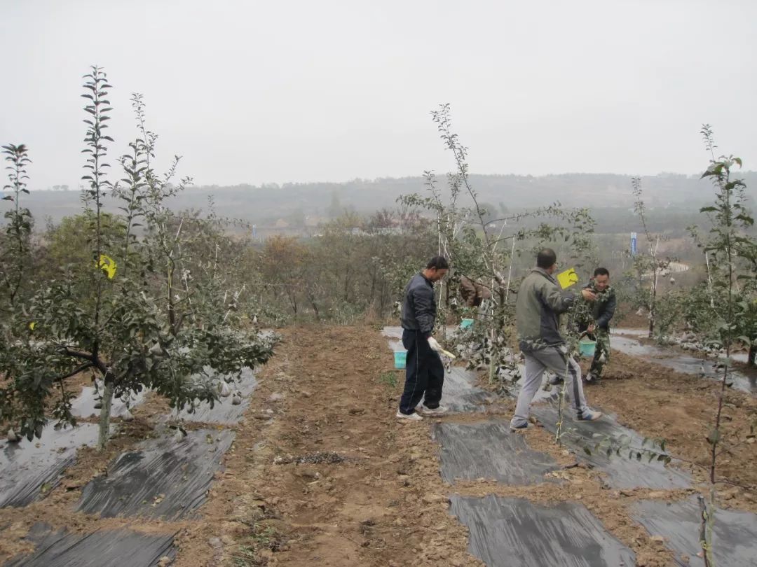 果树冬天用什么涂白剂,果树栽培中涂白剂的作用
