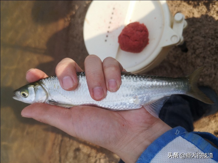 如何更好的钓小白条,钓白条的正确方法和技术