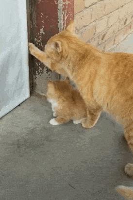 【母猫绝育】卵巢子宫切除术