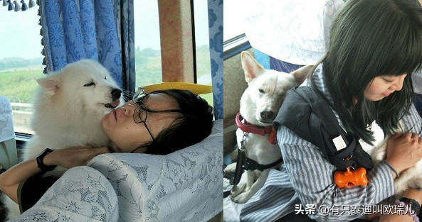 一半都领养！45只汪搭游览车出去玩整团狗下车路人抢合照！