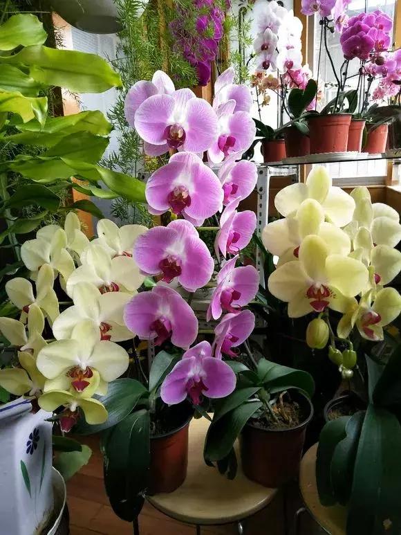 养蝴蝶兰花用营养土可以吗,养蝴蝶兰用苔藓还需要土吗