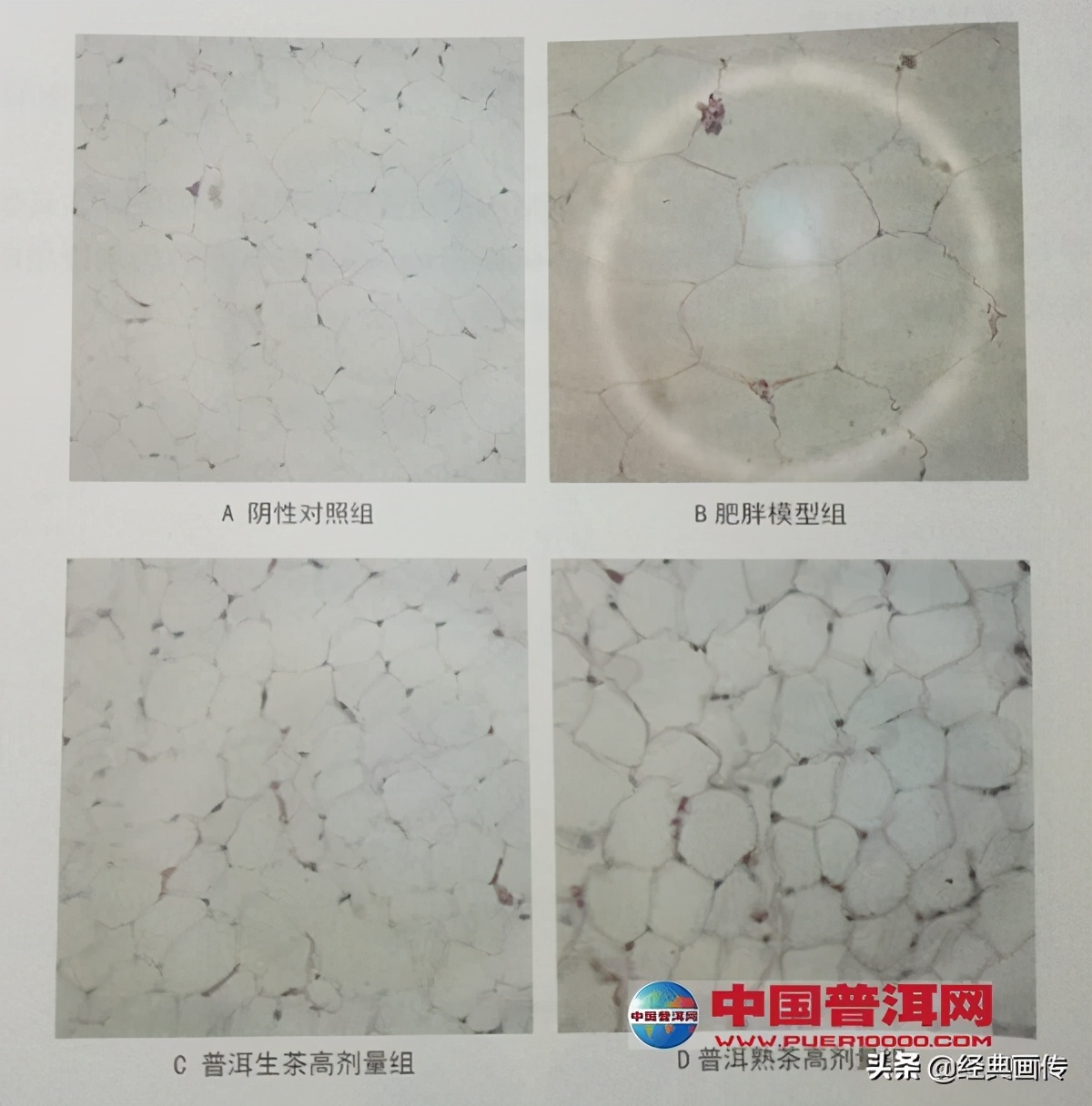 荷叶普洱茶有减肥的功效吗,普洱茶的减肥功效