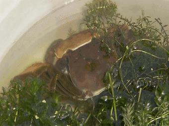 动物界顶级“房奴”，蜗牛从出生就要为了外壳努力，不惜得罪人类