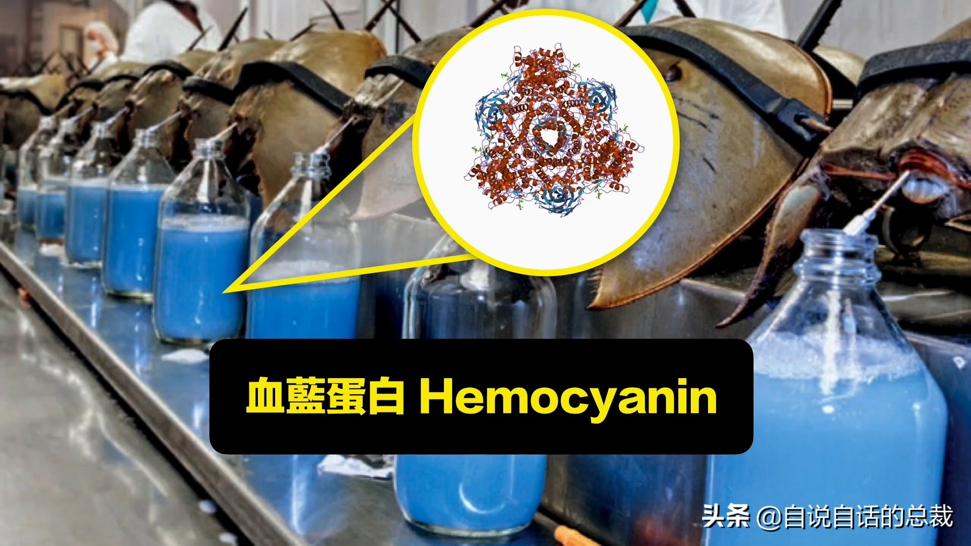 蚬蚌蛏的区别是什么,蚶子蛤蜊蚬子区别