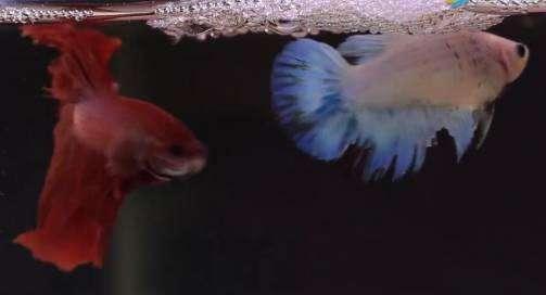 饲养观赏鱼需要哪些工具,使用鱼盆饲养金鱼前要做哪些准备